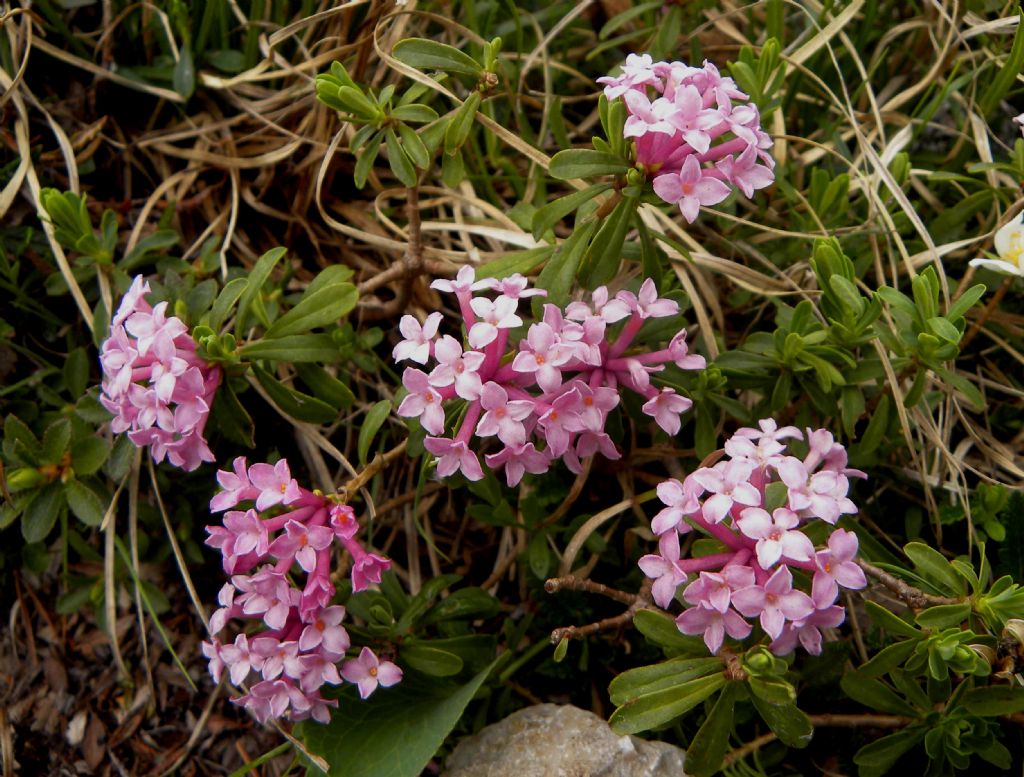 Daphne striata